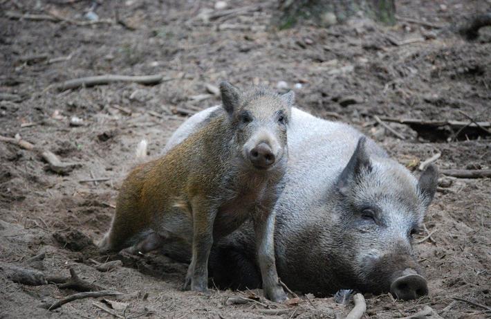 Wildschweine